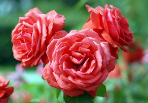 Розы - Киев - Киевские власти высадят весной полмиллиона кустов роз