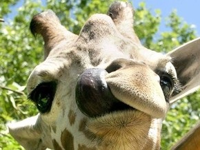 Жираф, умерший в киевском зоопарке, свернул шею