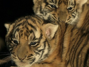 Киевский зоопарк впервые покажет тигрят Кильчицкой