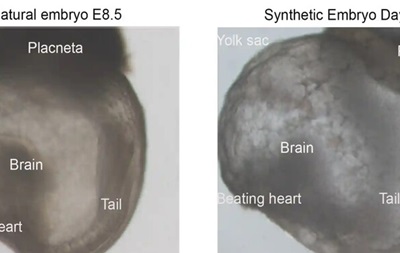 Израильские ученые создали первые в мире  синтетические эмбрионы 
