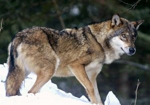 Как волки стали собаками: новые данные