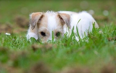Что такое лептоспироз у собак и как его лечить
