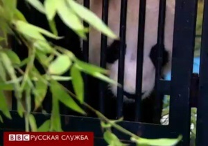 Будет ли у Великобритании своя панда? - видео
