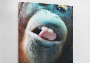 Работы знаменитой обезьяны-фотографа выставлены на аукцион