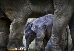 В Казахстане работники зоопарка спасаются от слонов с помощью бронированных ботинок