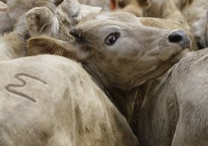 Голландские депутаты отказались запрещать забой скота по традициям ислама и иудаизма