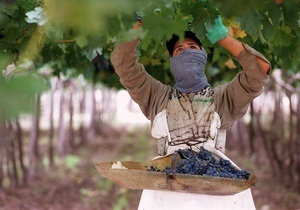 Новости винного мира: Виноградники приносят наибольшую прибыль