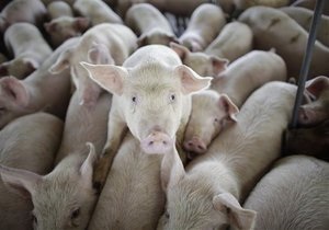 В РФ зафиксировали вспышку африканской чумы свиней