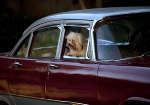 Новости США - странные новости: В США усевшаяся за руль автомобиля собака сбила пешехода