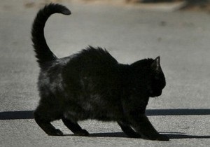 В Сумской области от укусов бешеного кота пострадали шесть человек