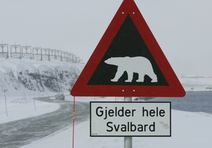 Норвежец врезался в медведя, пытаясь избежать столкновения с лосем