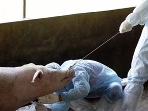 ООН: Странам отказываться от закупок свинины - бессмысленно
