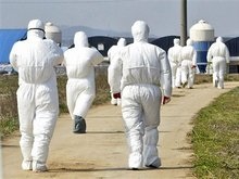 В Южной Корее зафиксирована вспышка птичьего гриппа