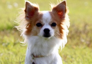 В Японии чихуахуа стал собакой-спасателем