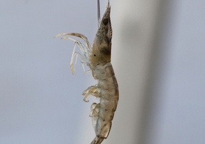 В водоемах Британии появилась креветка-убийца, которая уничтожает популяции других насекомых