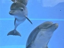 Правительство Новой Зеландии озабочено массовой гибелью дельфинов