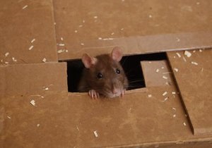 В Нью-Йорке проходит конкурс на фото самой страшной крысы подземки