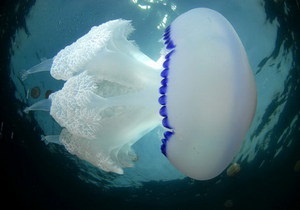 Ученые создали робота-медузу из клеток сердца и силикона