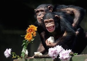 Ученые: шимпанзе, как и люди, больше доверяют авторитетам