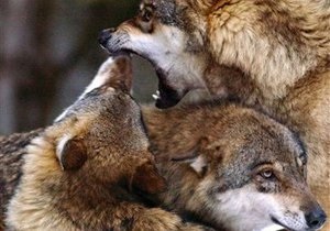 Экологи требуют запретить продажу волчьих шкур в Киеве