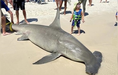 На побережье США выбросилась беременная акула-молот