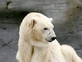 Умер старейший в мире полярный медведь