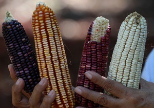 Азаров обеспокоен падением цен на кукурузу
