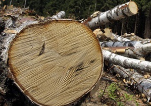 Бригинец: В столичном заповеднике незаконно срезали полсотни многолетних деревьев