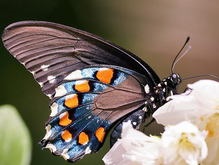 Бабочки хранят воспоминания о своей прошлой жизни