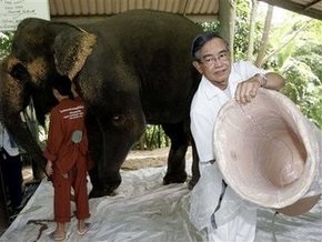 Слону, подорвавшемуся на мине, сделали протез ноги