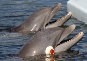Сегодня киевский суд рассмотрит дело о сносе дельфинария Немо