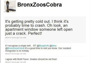 У змеи, исчезнувшей из нью-йоркского зоопарка, появился аккаунт на Twitter