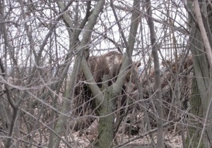 Под Луцком разгуливает медведь