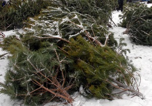В Киеве сотрудники ГАИ изъяли почти три тысячи елок и сосен
