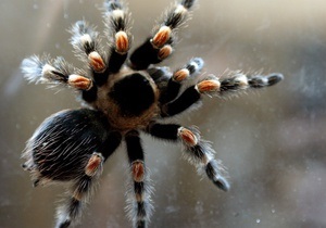 Британские ученые выяснили, как паукам удается ползать по стенам