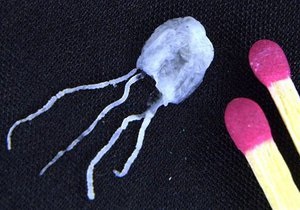 Обладателя лучшей работы в мире укусила смертельно опасная медуза