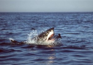 В Египте поймали акулу, напавшую на туристов