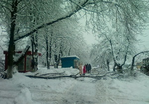непогода в Украине - Ивано-Франковск - В Ивано-Франковске упавшее дерево повредило пять автомобилей