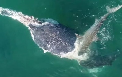 Появилось видео, как полсотни акул набросились на кита