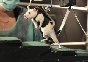 Американские ученые научили крыс осязать инфракрасный свет