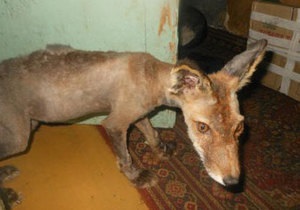 Новости России: Жительница Сахалина приютила у себя лысого лиса
