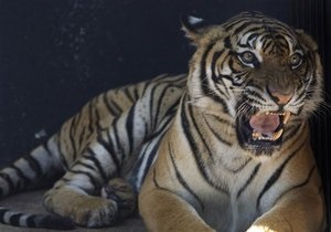 В США оставшийся без электричества ресторан подарил тиграм тонну мяса