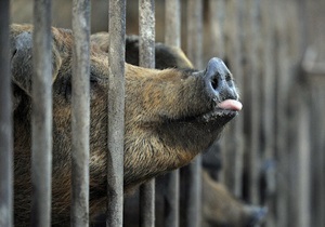 В Австрии в отделение банка вломился кабан