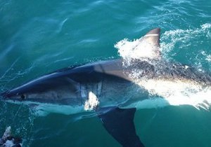 Египет намерен ввести новые меры безопасности для защиты туристов от акул