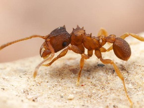 Самки амазонских муравьев отказались от секса в пользу клонирования