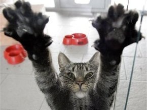 Исследование: Кошки оказались правшами, коты - левшами