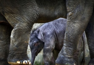 Газета по-киевски: Омельченко предложил депутатам купить слона для столичного зоопарка