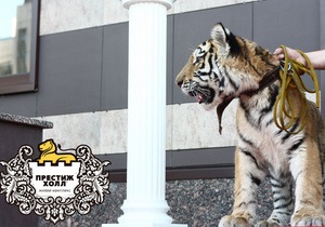 Тигренок открыл ЖК  Престиж Холл 