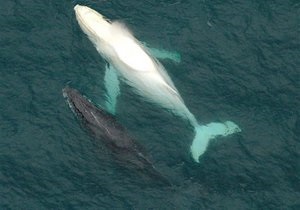 Ученые обнаружили у китов необъяснимые навигационные механизмы