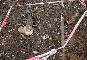 Останки, найденные на месте вырубки деревьев в Харькове, могут принадлежать солдатам Вермахта